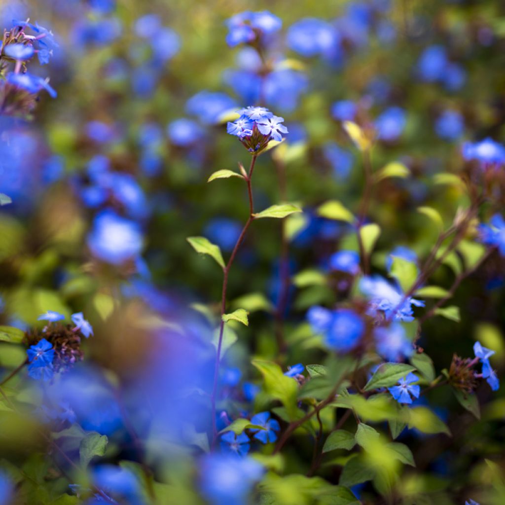 Ceratostigma willmottianum