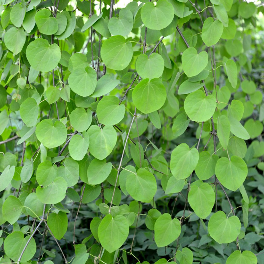 Cercidiphyllum japonicum Pendulum