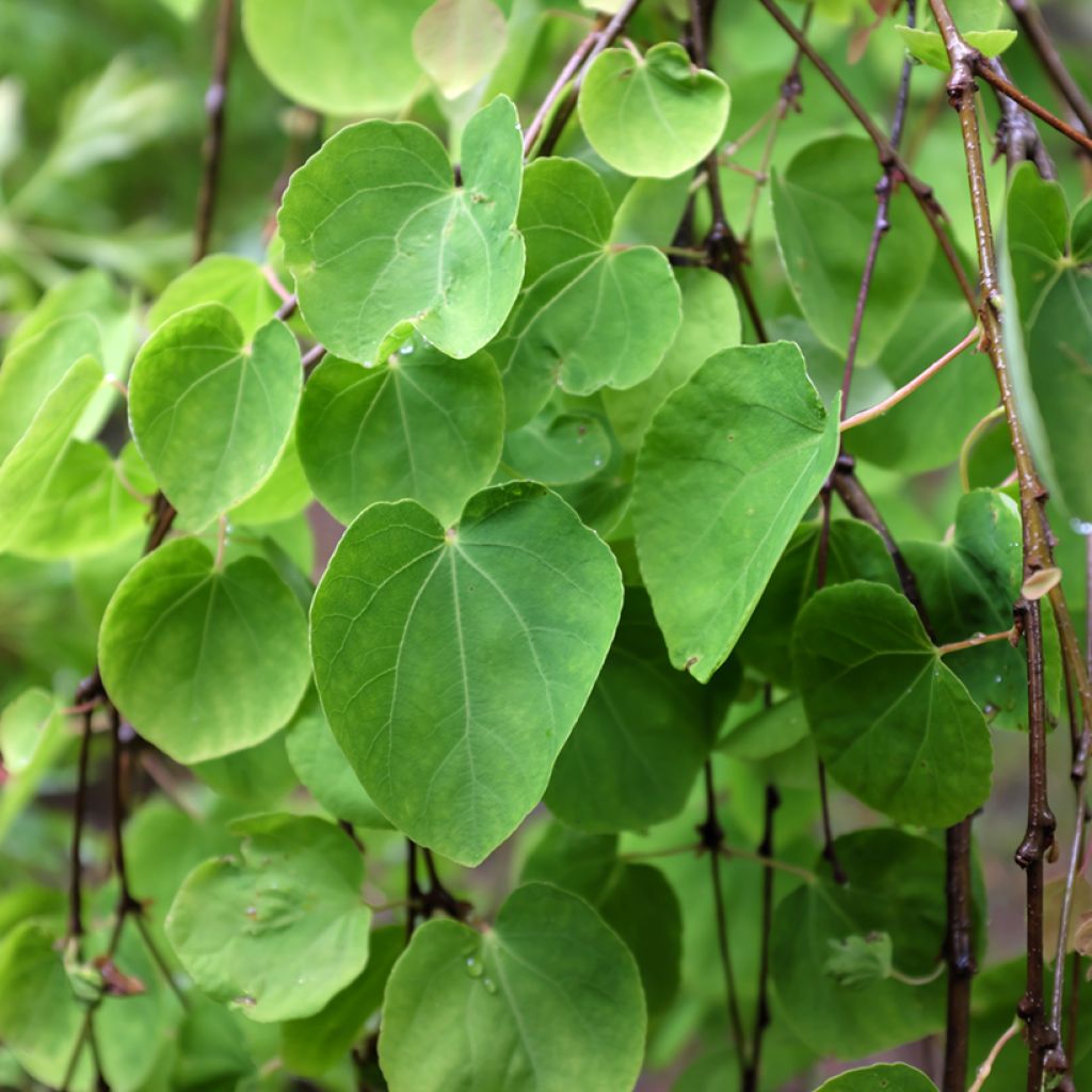 Cercidiphyllum japonicum Pendulum