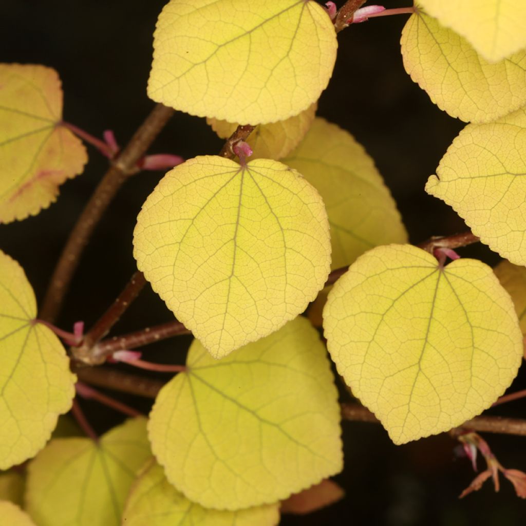 Cercidiphyllum japonicum Ra - Katsura tree