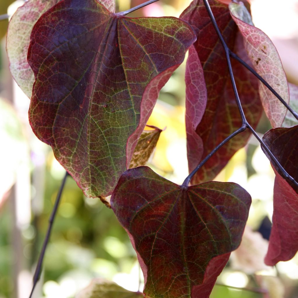 Cercis canadensis Carolina Sweetheart - Eastern Redbud