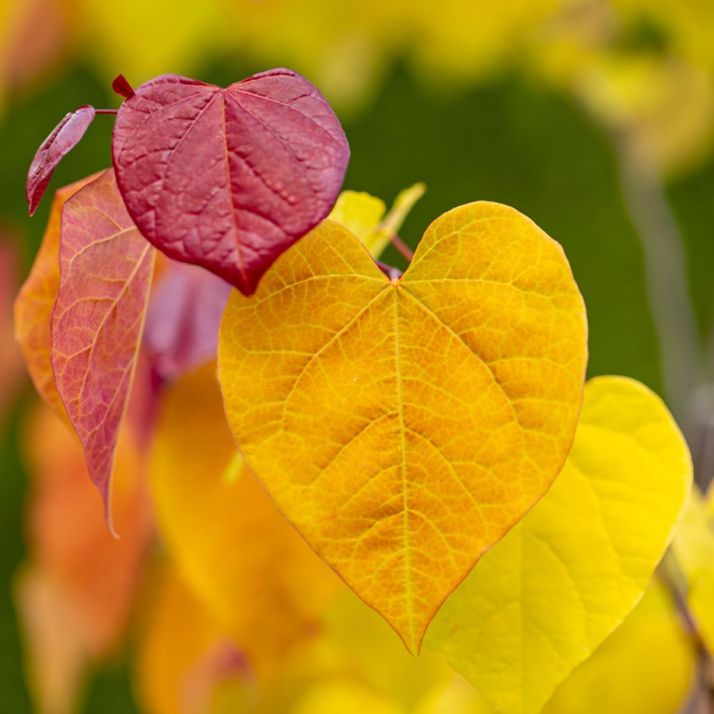 Cercis canadensis Eternal Flame - Eastern Redbud