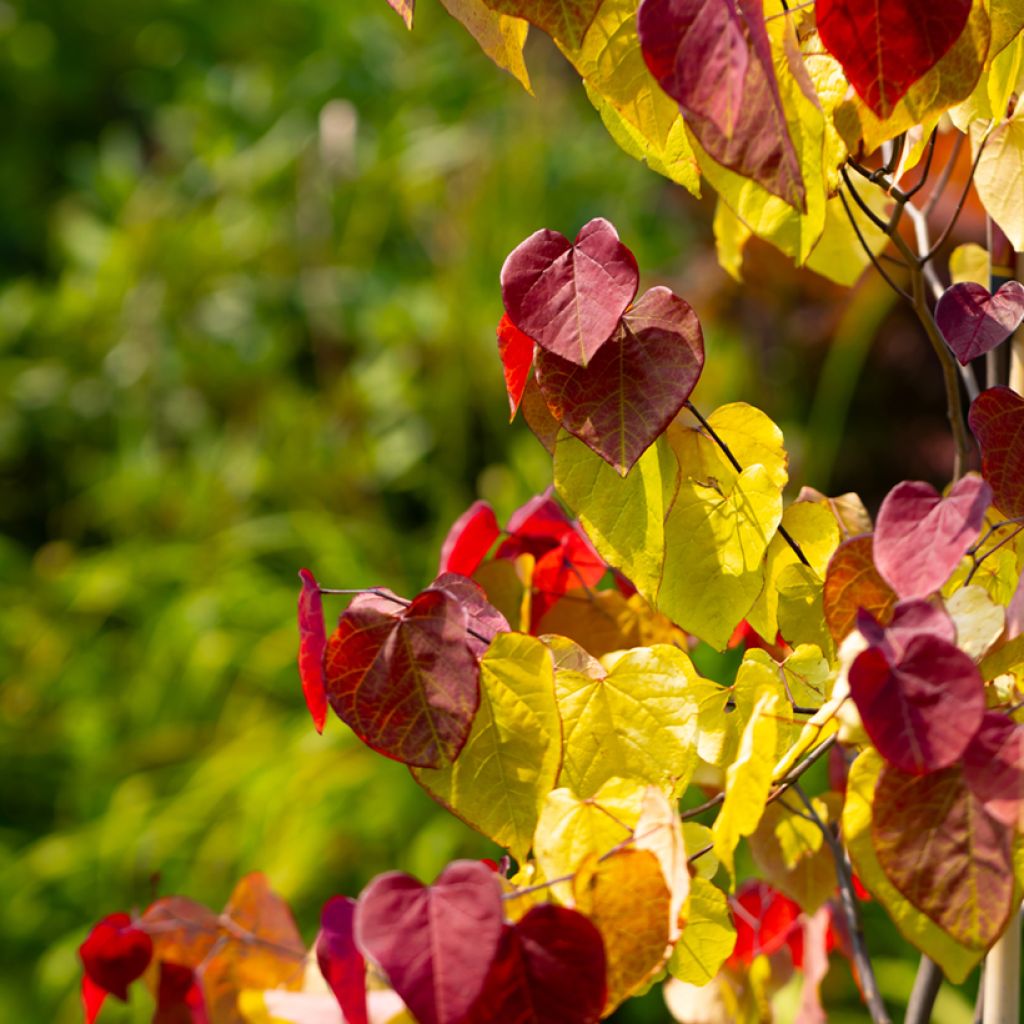 Cercis canadensis Eternal Flame - Eastern Redbud