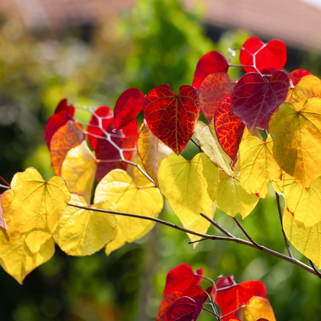 Cercis canadensis Eternal Flame - Eastern Redbud