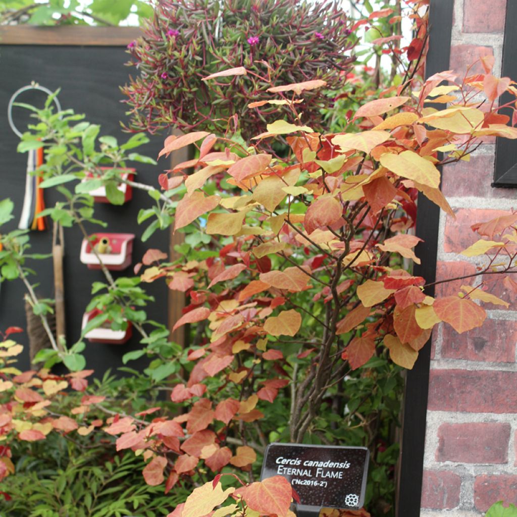 Cercis canadensis Eternal Flame - Eastern Redbud