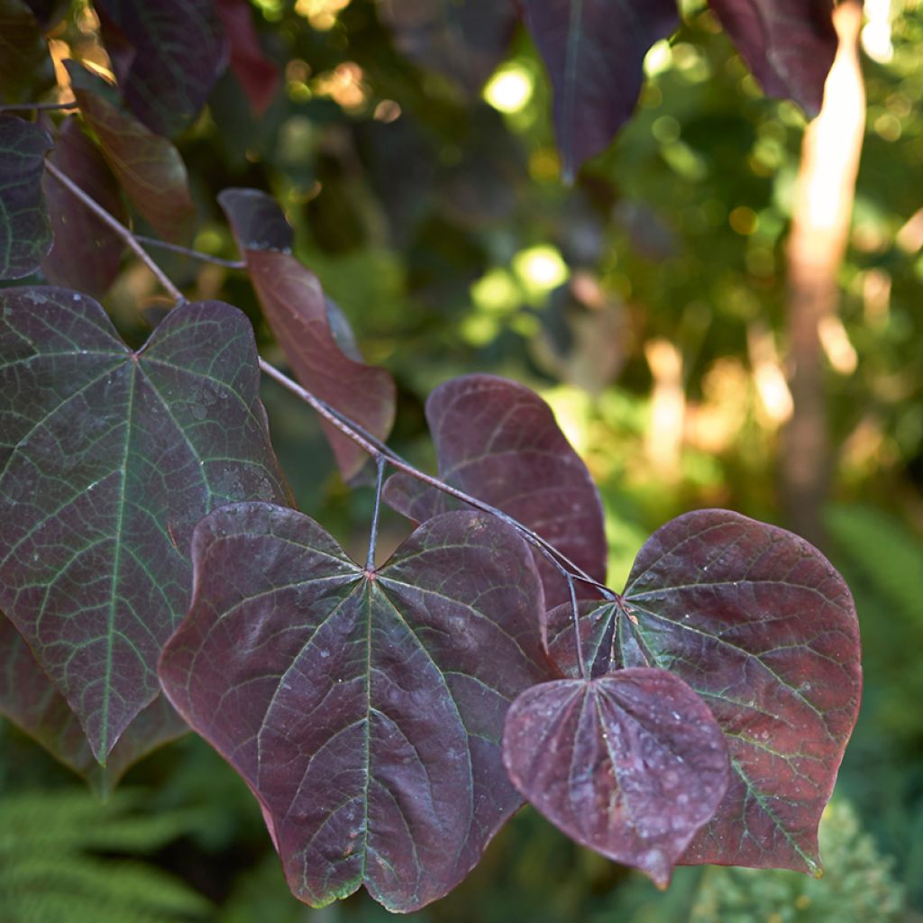 Cercis canadensis Forest Pansy - Eastern Redbud