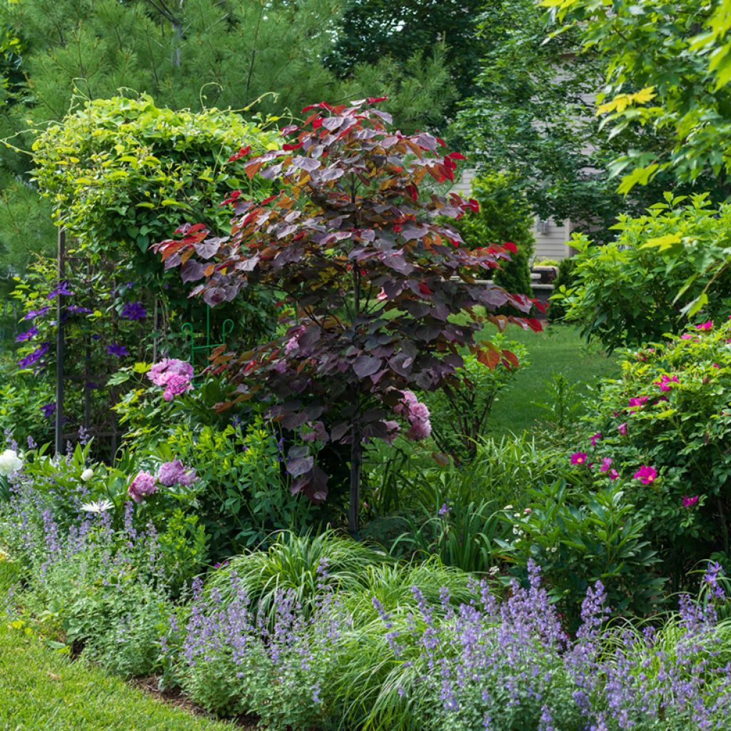 Cercis canadensis Forest Pansy - Eastern Redbud