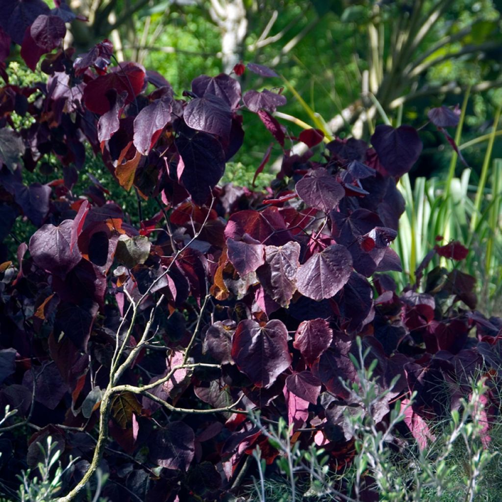 Cercis canadensis Forest Pansy - Eastern Redbud