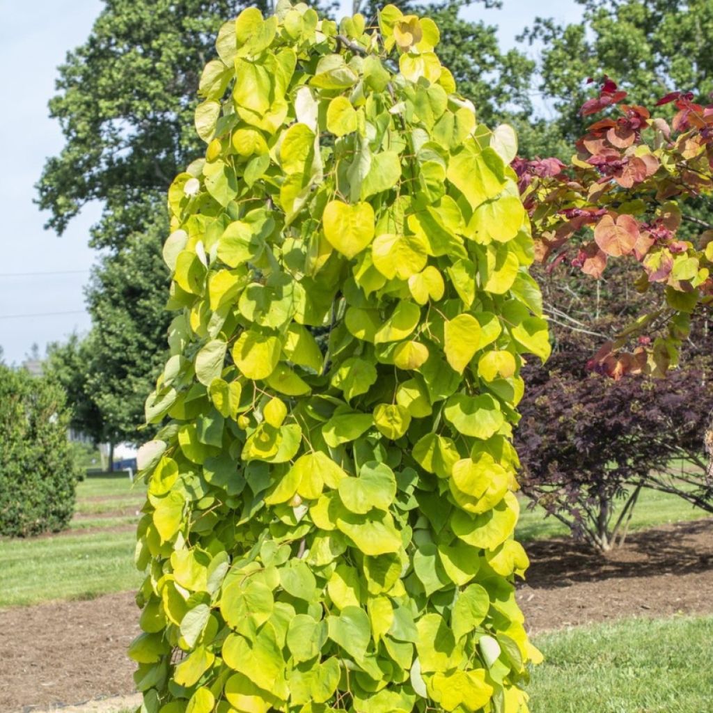 Cercis canadensis Golden Falls - Eastern Redbud