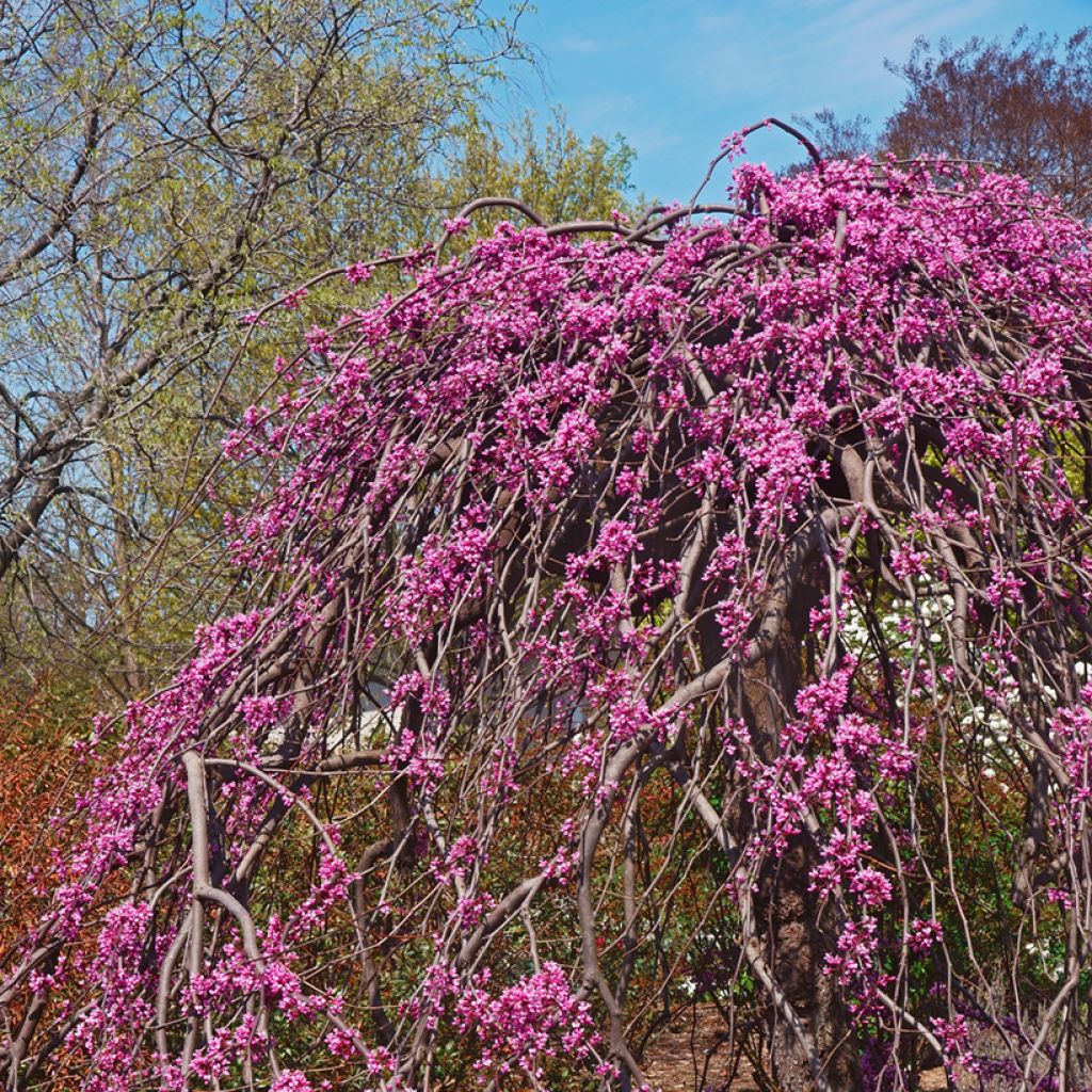 Cercis canadensis Lavender Twist - Eastern Redbud