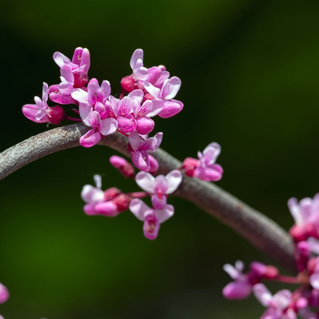 Cercis canadensis Lavender Twist - Eastern Redbud