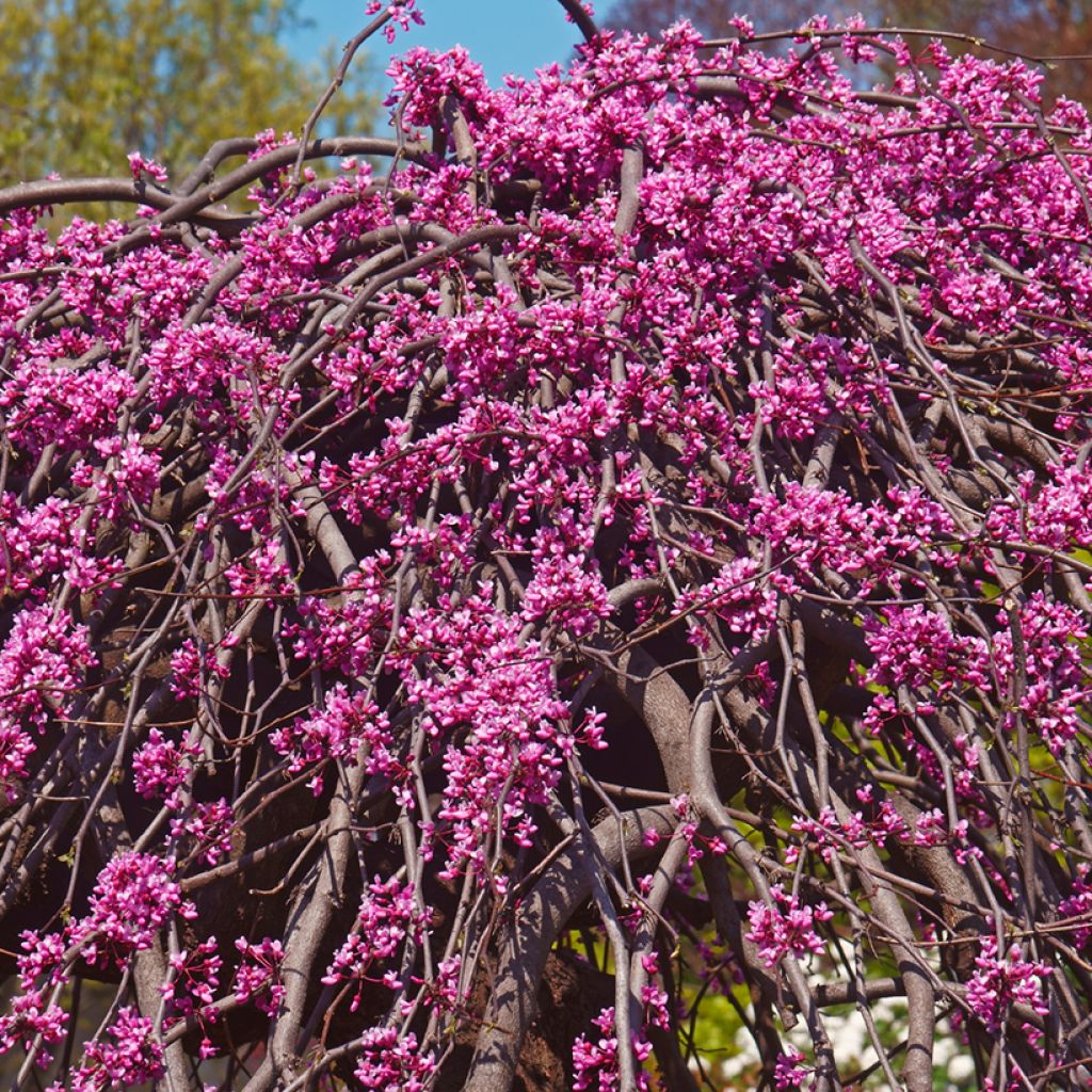 Cercis canadensis Lavender Twist - Eastern Redbud