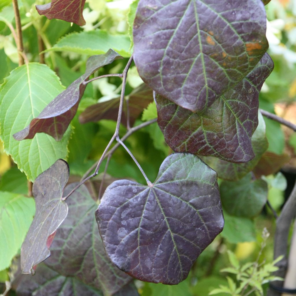 Cercis canadensis Ruby Falls - Eastern Redbud