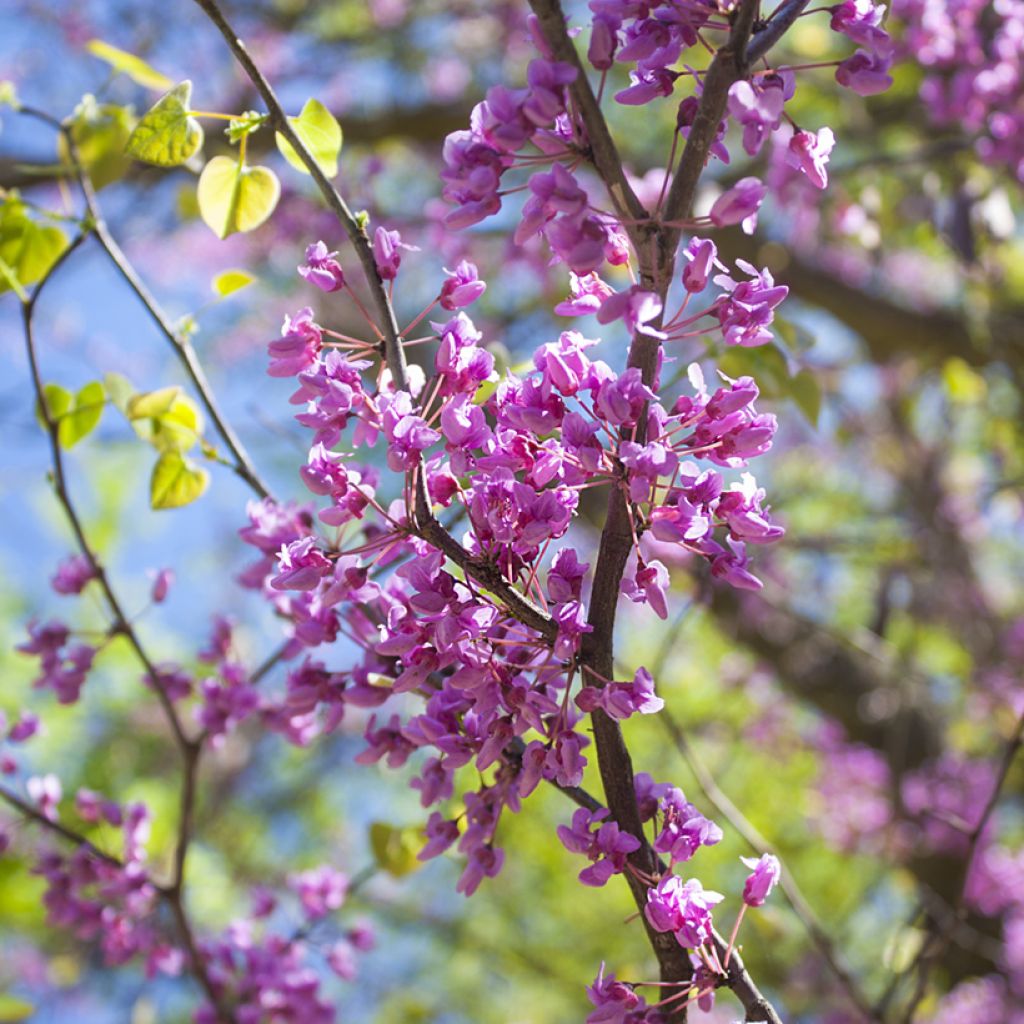 Cercis canadensis  - Eastern Redbud