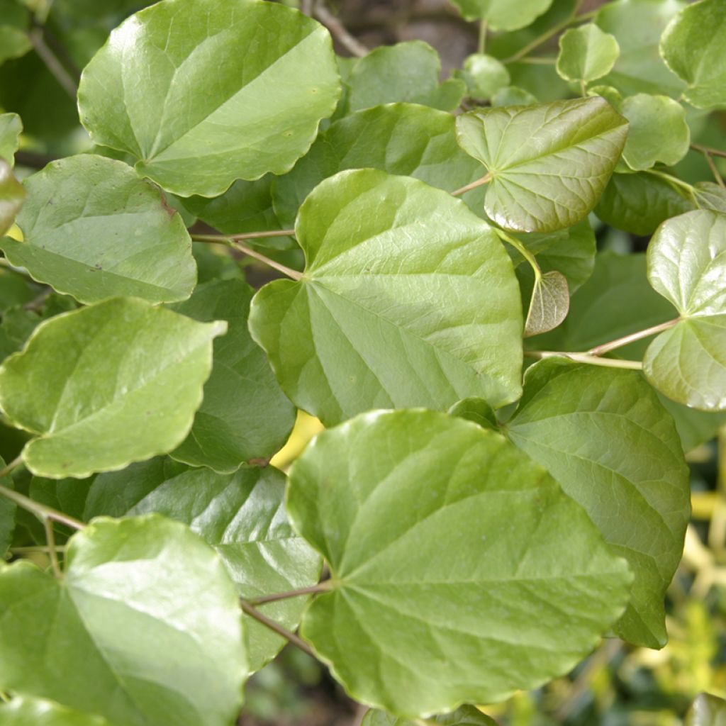 Cercis canadensis var.texensis Oklahoma - Texas Redbud