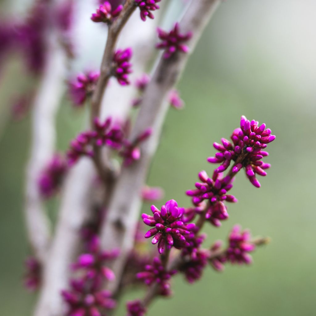 Cercis chinensis Avondale - Chinese Redbud