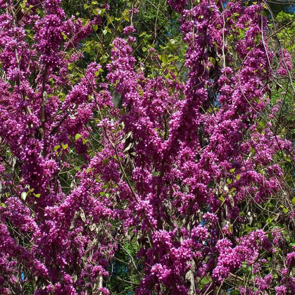 Cercis chinensis Avondale - Chinese Redbud