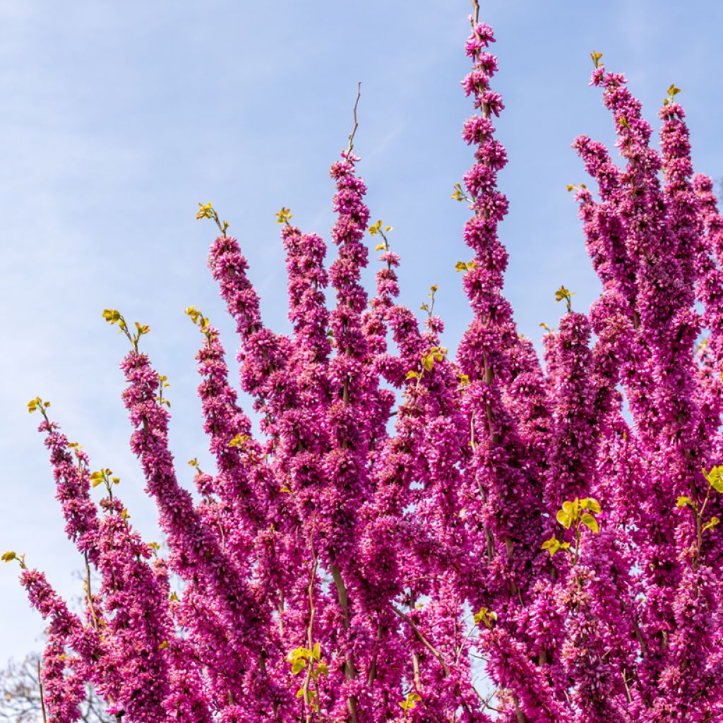 Cercis chinensis Avondale - Chinese Redbud