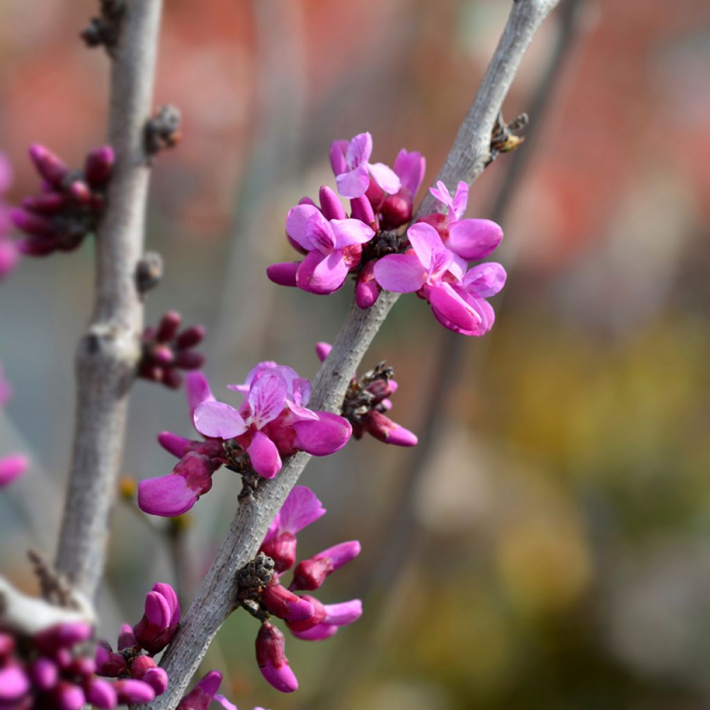 Cercis chinensis Avondale - Chinese Redbud