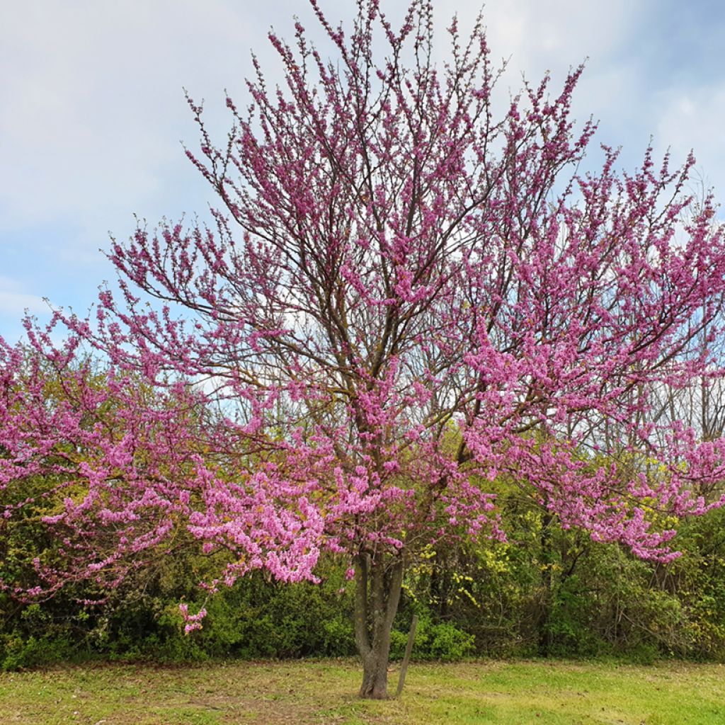 Cercis siliquastrum - Judas Tree