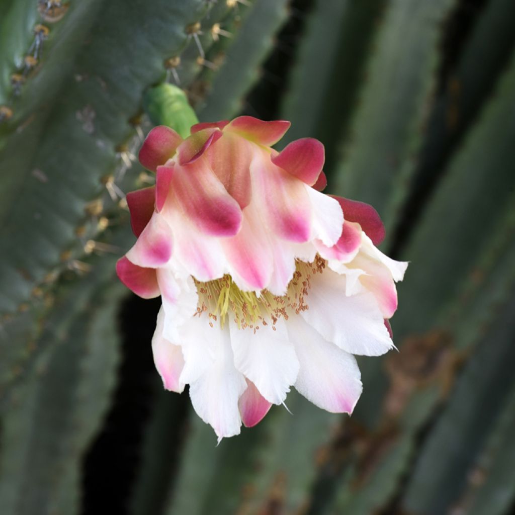Cereus peruvianus - Peruvian candle cactus