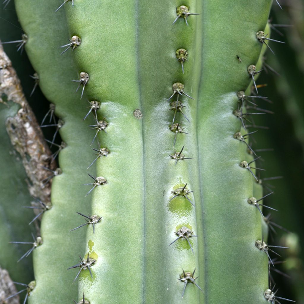 Cereus peruvianus - Peruvian candle cactus