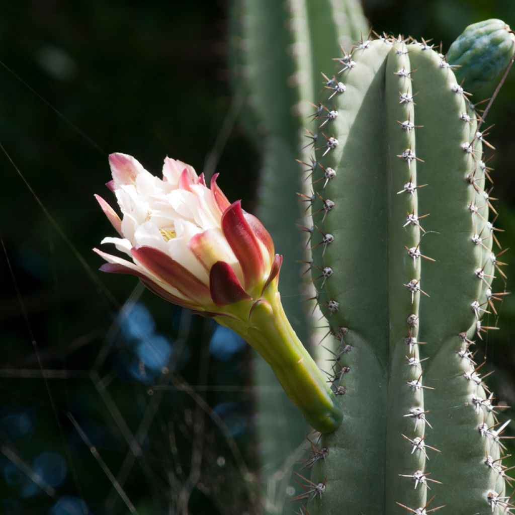 Cereus peruvianus - Peruvian candle cactus