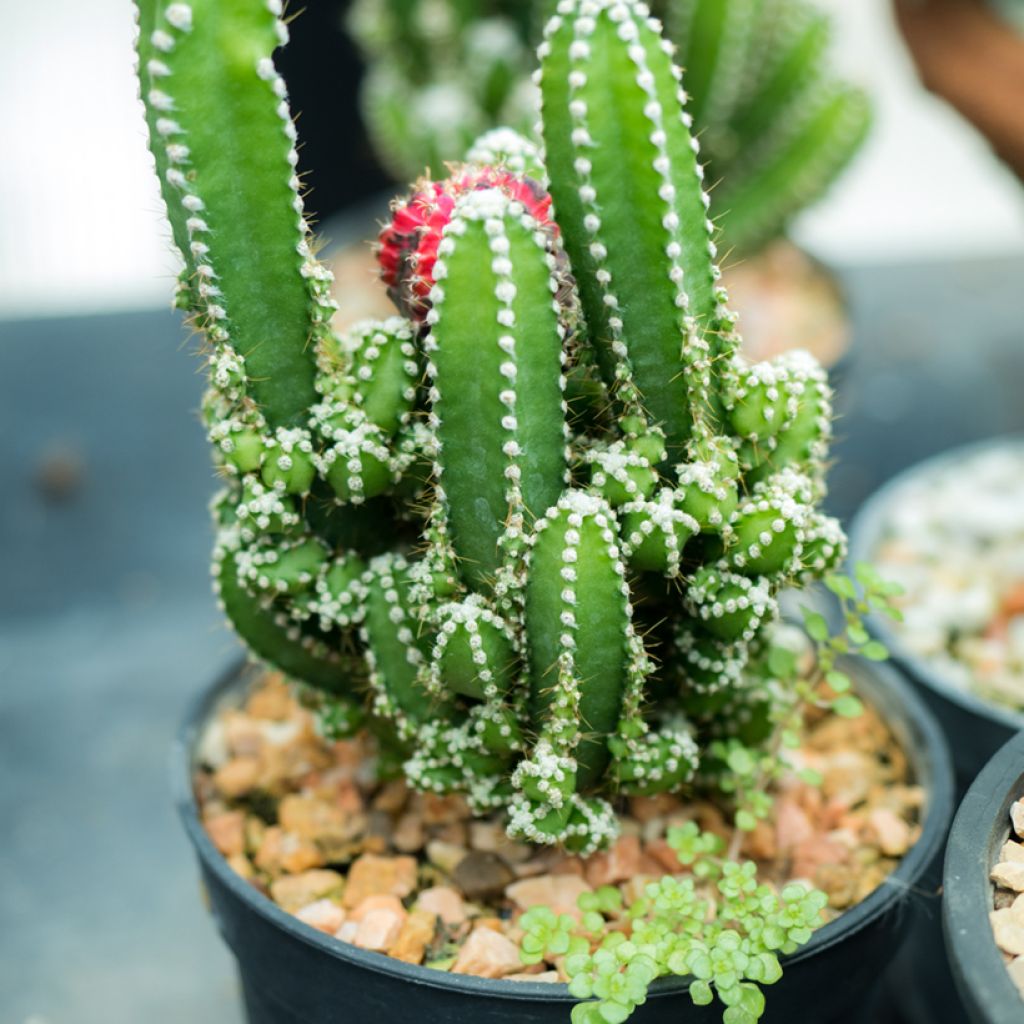Cereus peruvianus - Peruvian candle cactus