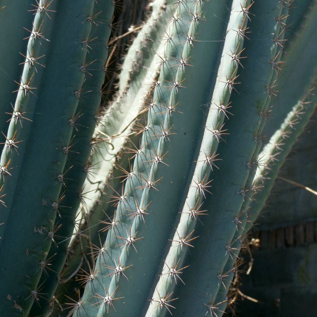Cereus peruvianus - Peruvian candle cactus