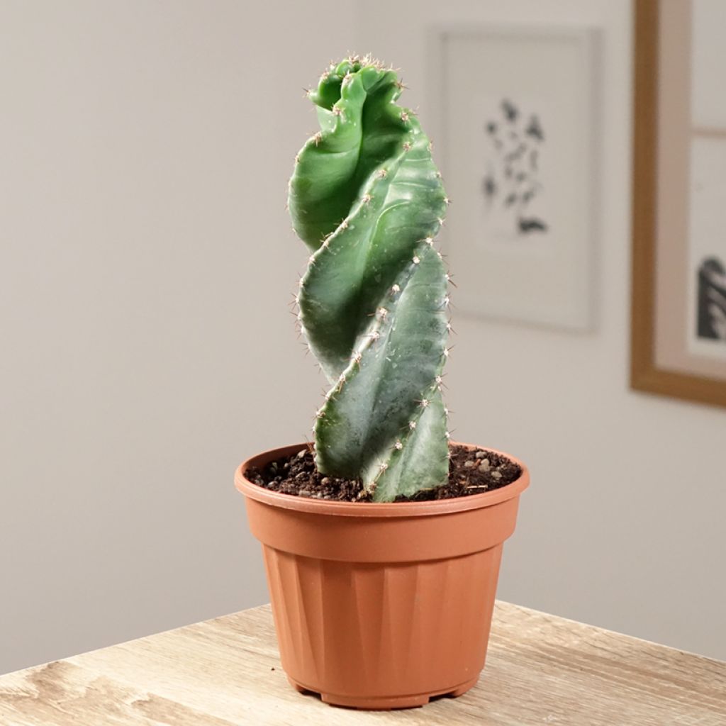 Cereus forbesii Spiralis