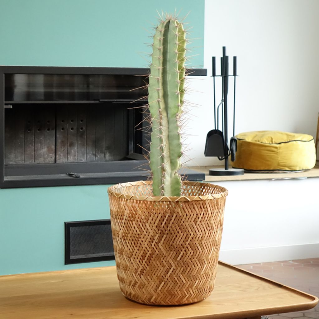 Cereus peruvianus - Peruvian apple cactus