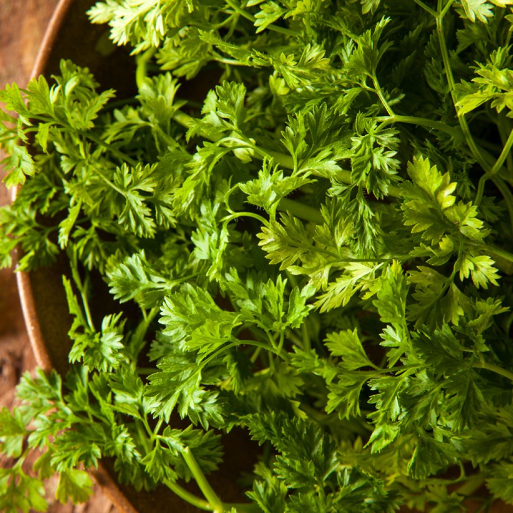 Chervil - Vilmorin Seeds