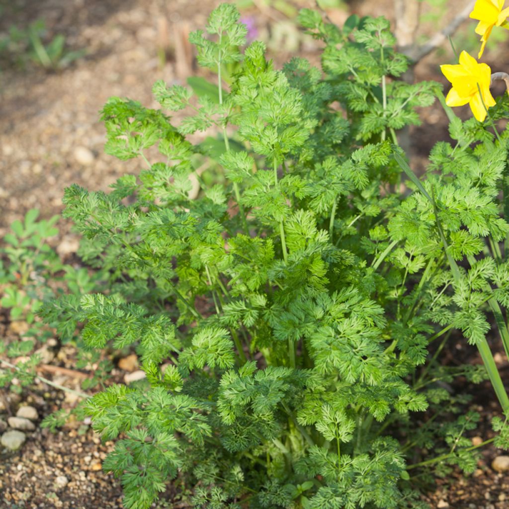 Curled Chervil - Anthriscus cerefolium