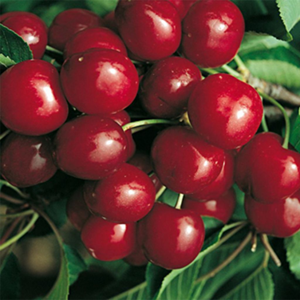 Prunus cerasus Bigarreau Canada Giant - Tart Cherry Tree