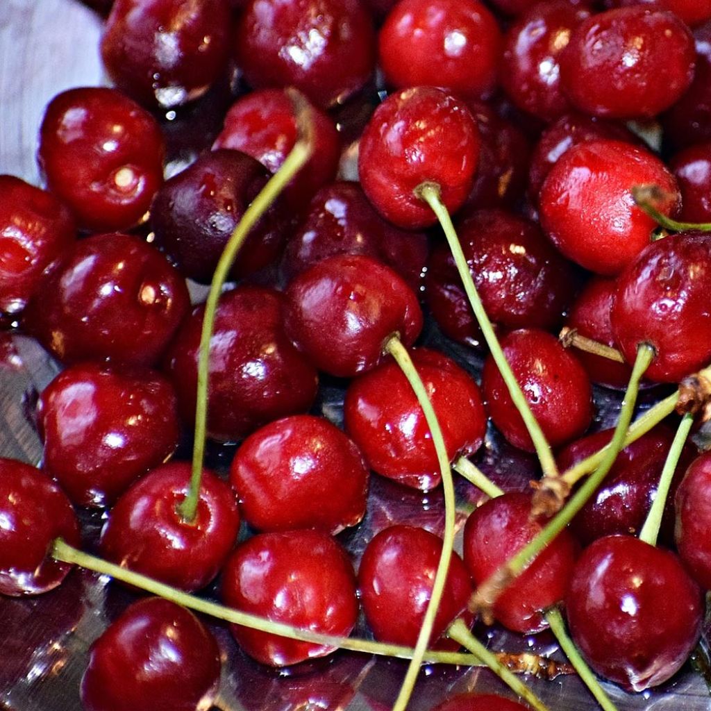 Prunus cerasus Griotte du Nord - Tart Cherry Tree