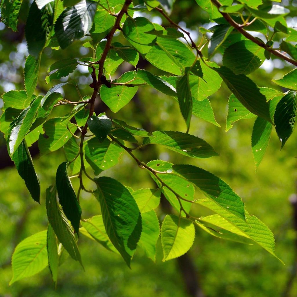 Prunus cerasus Griotte du Nord - Tart Cherry Tree