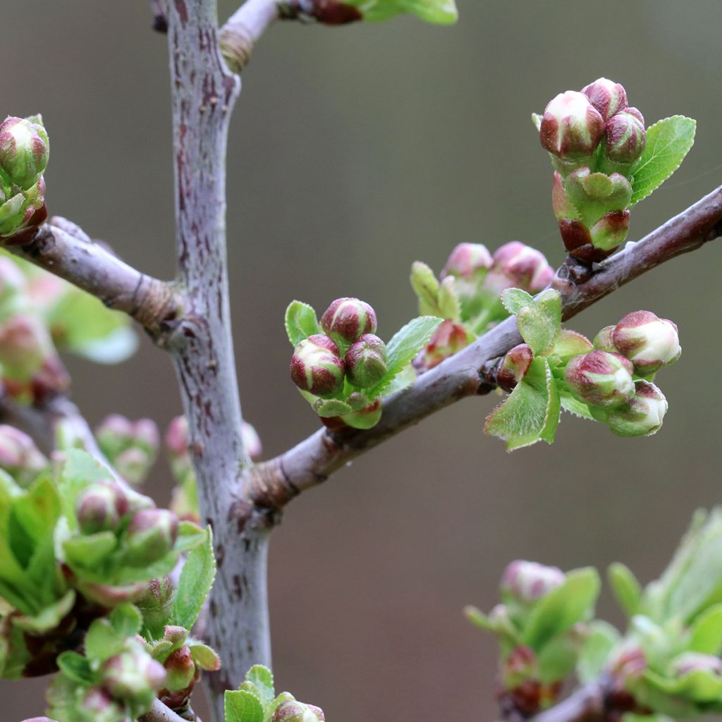 Prunus cerasus Kelleriis16 - Morello Cherry