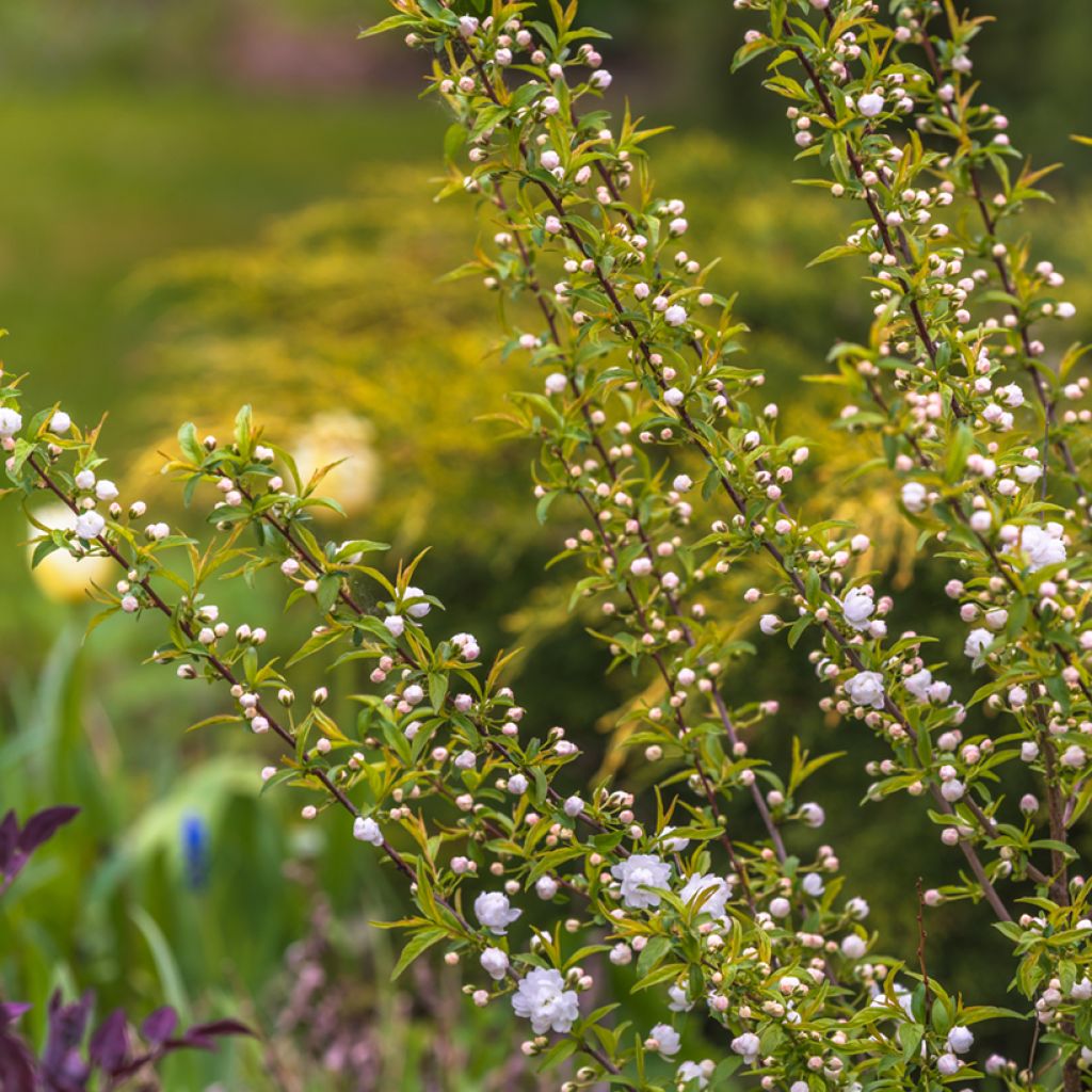 Prunus glandulosa Alba Plena - Dwarf flowering Almond