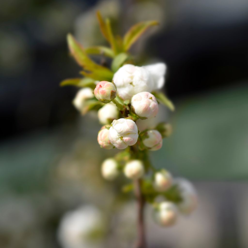 Prunus glandulosa Alba Plena - Dwarf flowering Almond