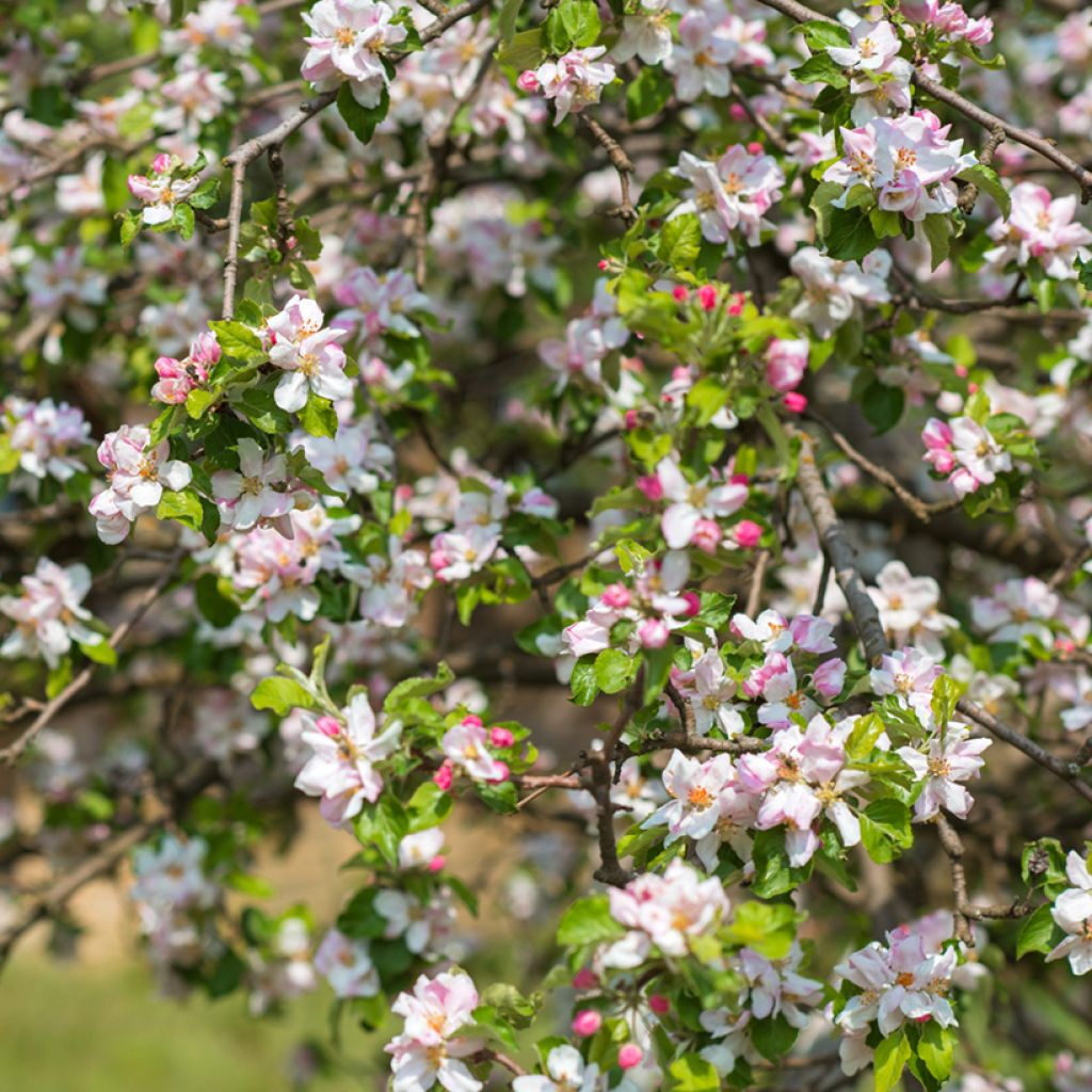 Prunus cerasifera - Cherry Plum