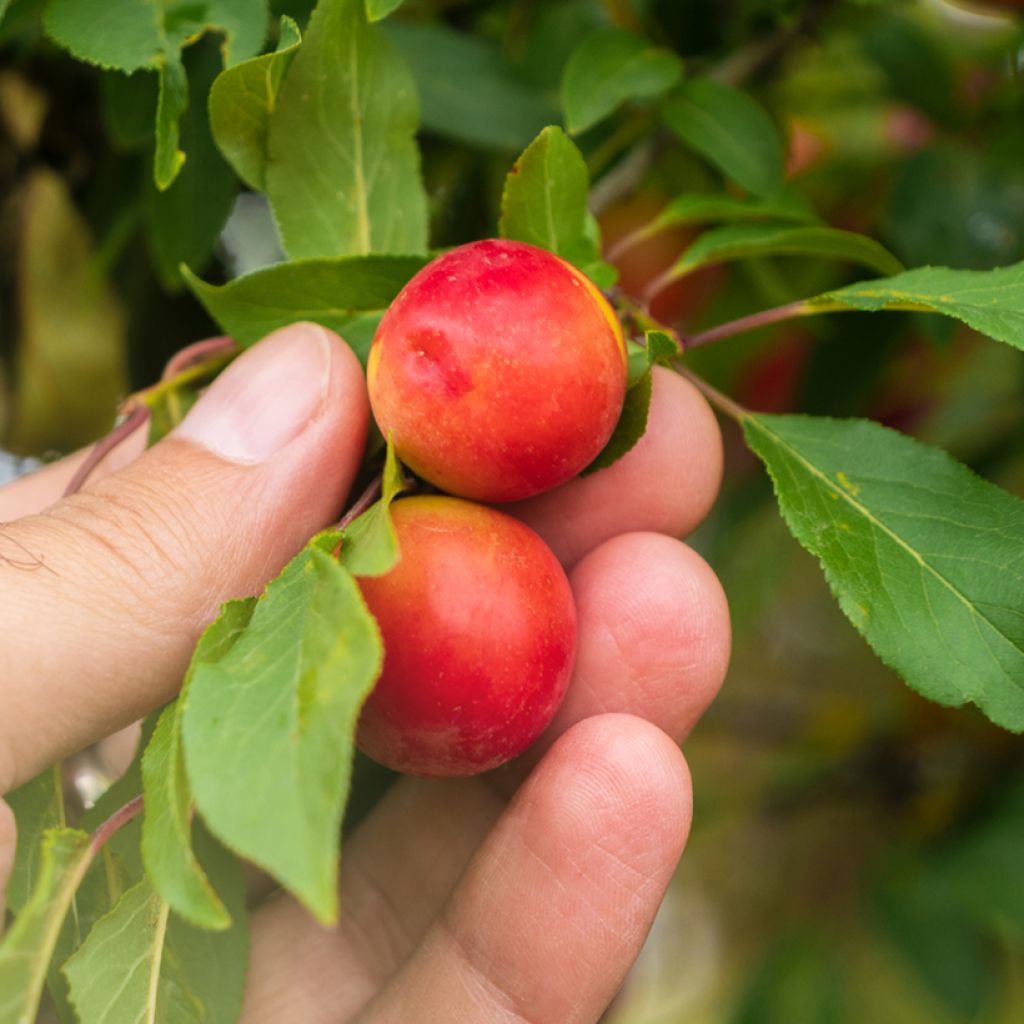 Prunus cerasifera - Cherry Plum