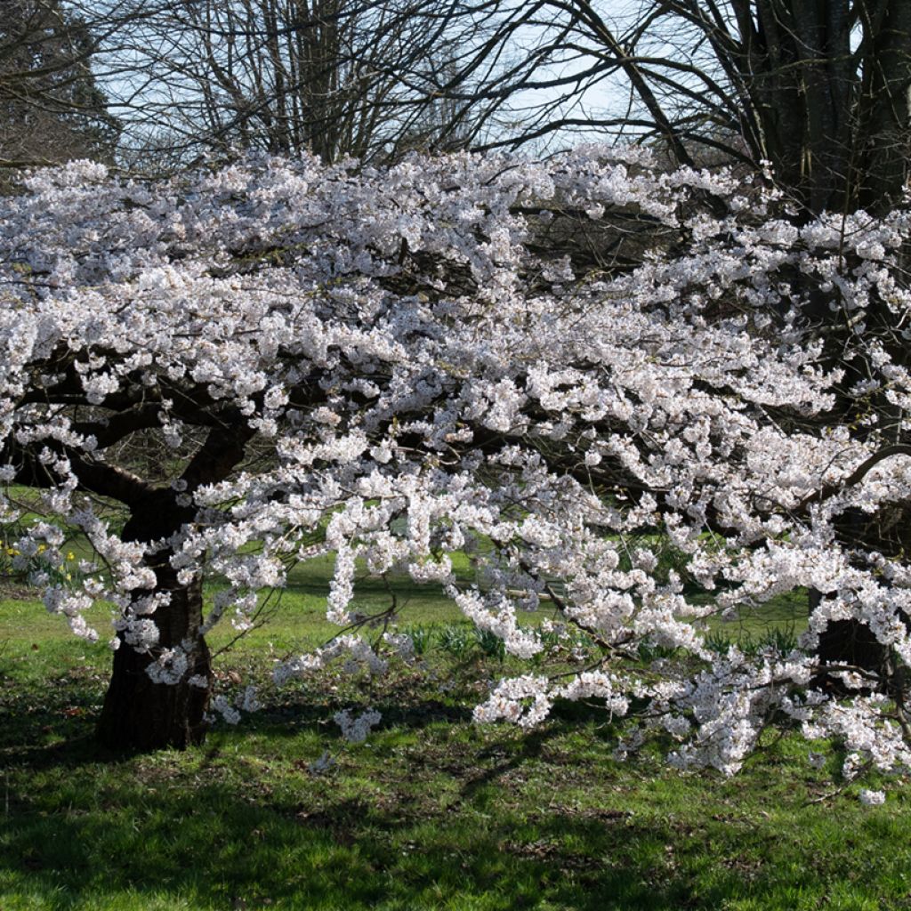 Prunus Pandora - Cherry