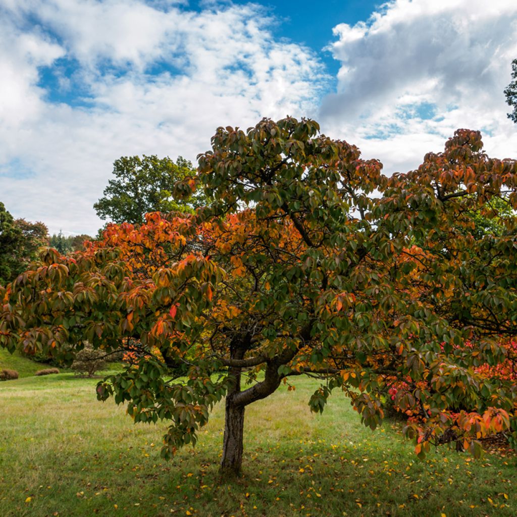 Prunus Pandora - Cherry