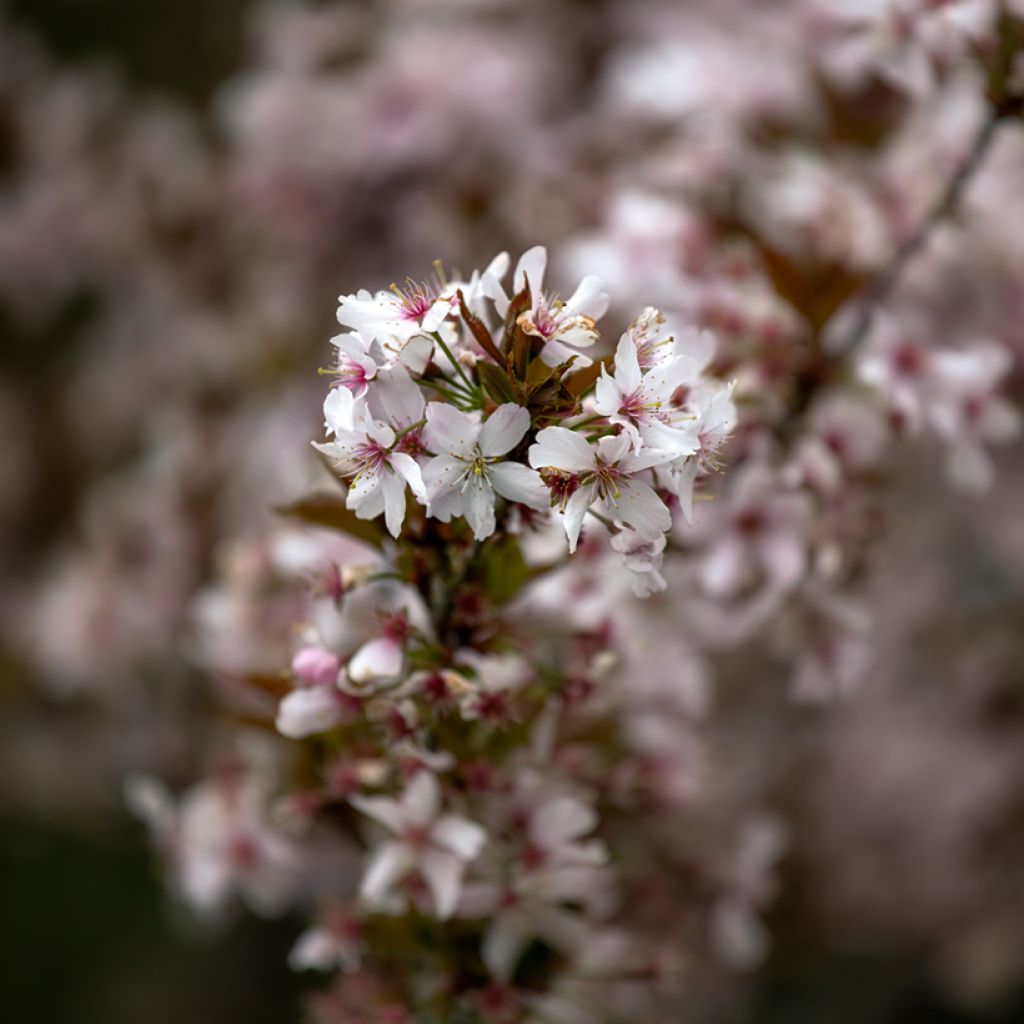 Prunus Pandora - Cherry