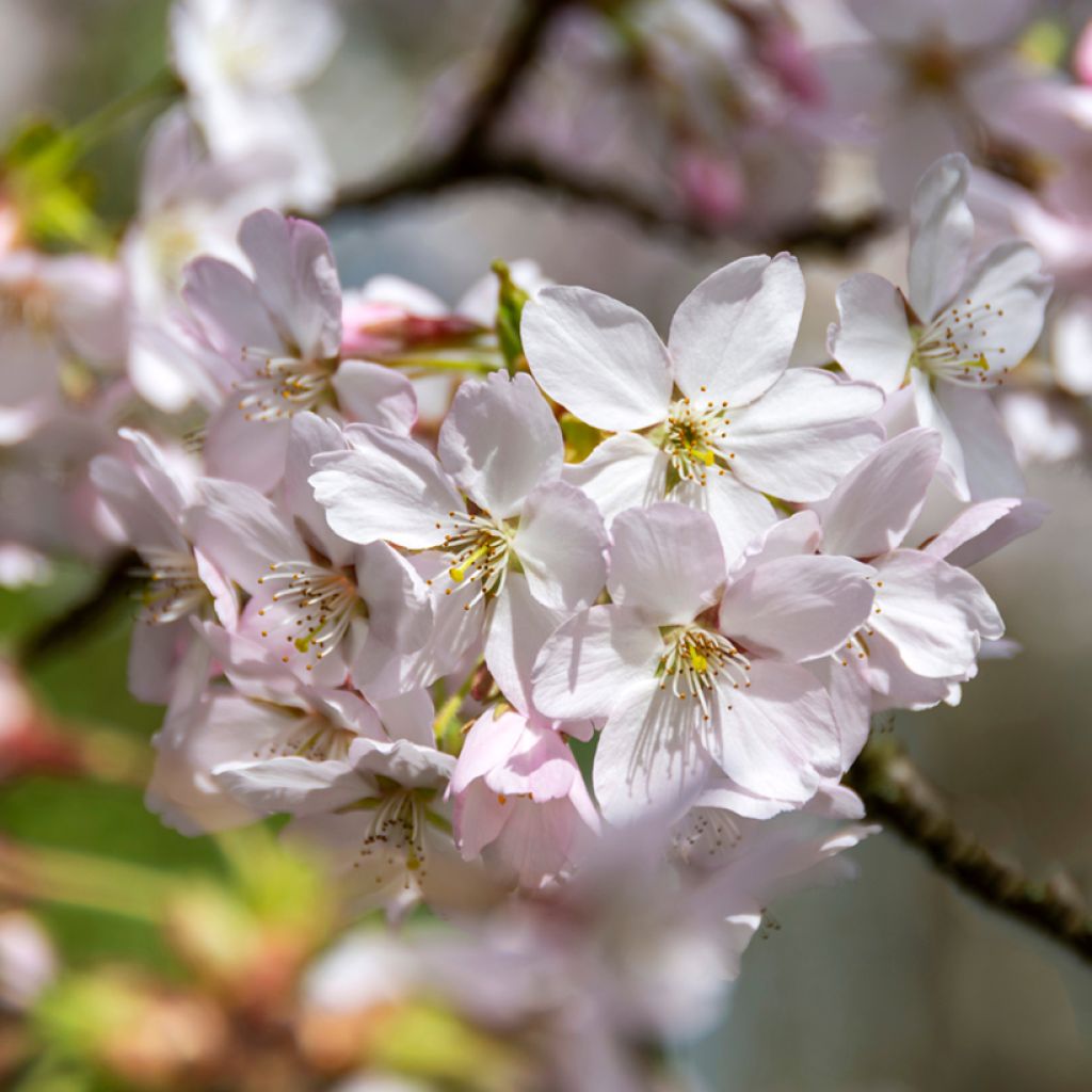 Prunus Pandora - Cherry