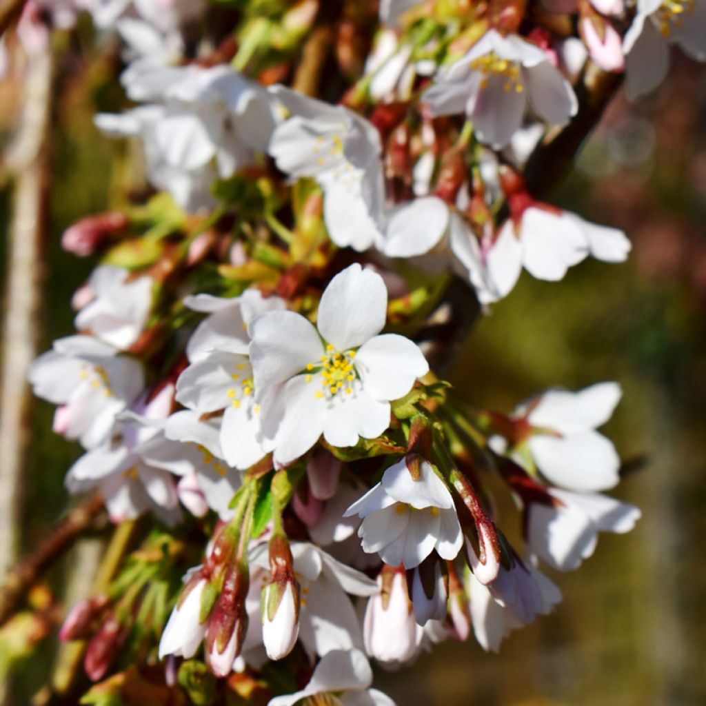 Prunus Snow Fountains - Cherry