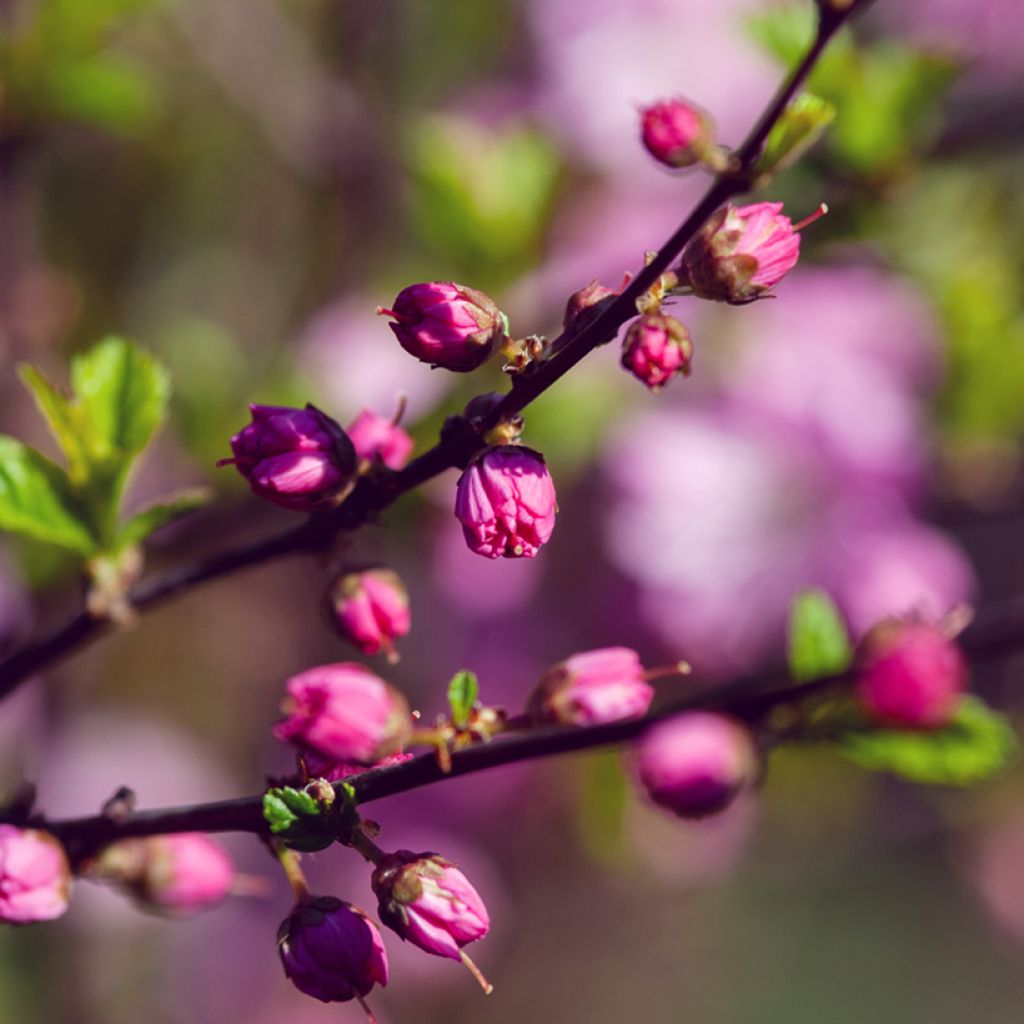 Prunus glandulosa Rosea Plena - Dwarf flowering Almond