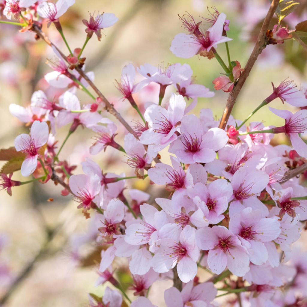 Prunus hillieri Spire - Cherry