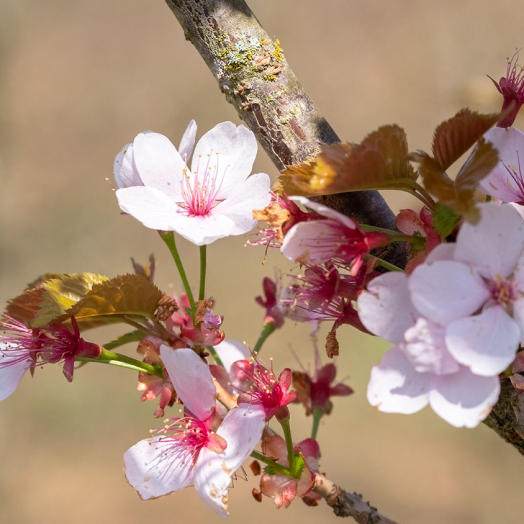 Prunus hillieri Spire - Cherry