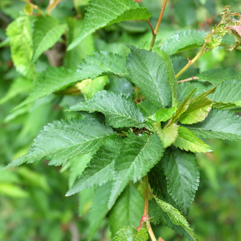 Prunus nipponica var. kurilensis Ruby - Kuril Cherry